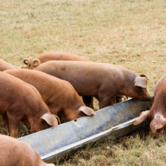 Pig's Feeding Time